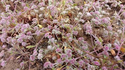 Chorizanthe cuspidata, photographed by Noreen Weeden