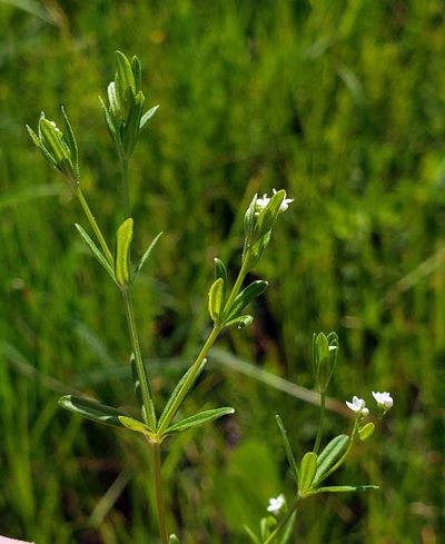 Galium obtusum, photographed by aarongunnar