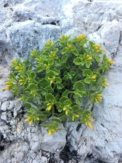 Perityle quinqueflora, photographed by Bob Nieman