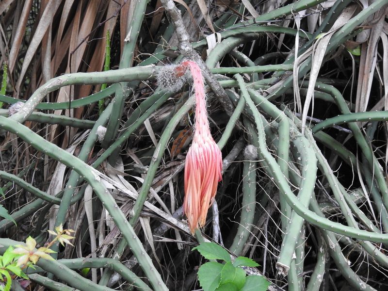 Selenicereus pteranthus, photographed by Andrew Durso