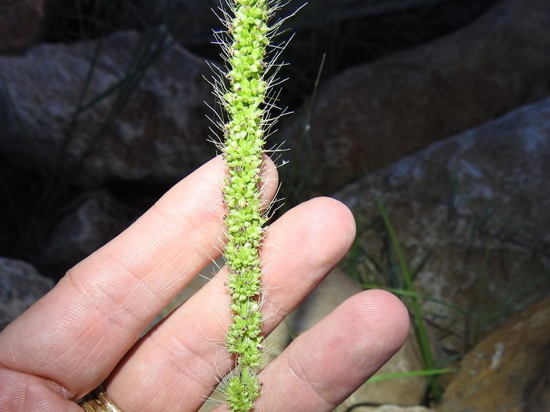 Setaria macrostachya, photographed by Sam Kieschnick