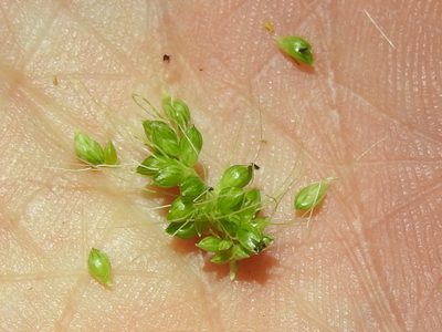 Setaria macrostachya, photographed by Sam Kieschnick