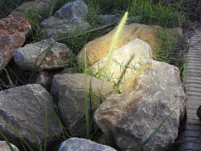 Setaria macrostachya, photographed by Sam Kieschnick