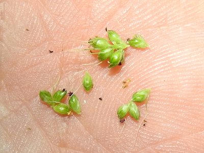Setaria macrostachya, photographed by Sam Kieschnick