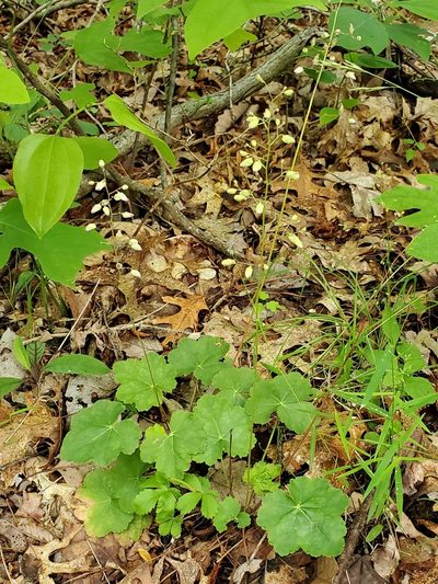 Heuchera longiflora, photographed by Terri Koontz