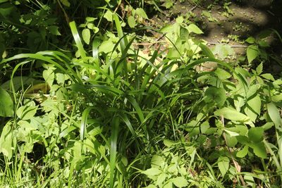 Diarrhena obovata, photographed by Quinten Wiegersma