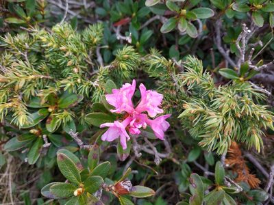 Rhododendron kotschyi, photographed by xulescu_g