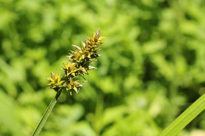 Carex alopecoidea, photographed by Quinten Wiegersma
