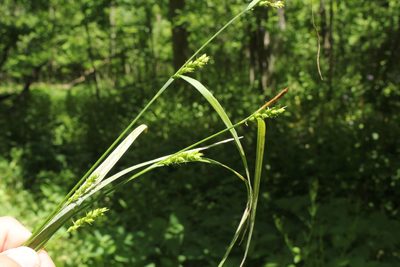 Carex grisea, photographed by Quinten Wiegersma