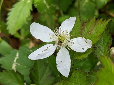 Rubus flagellaris, photographed by Fives