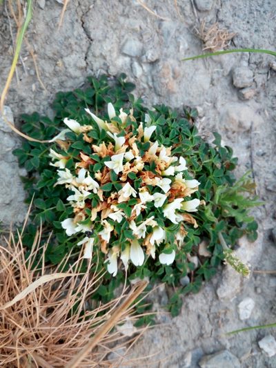 Trifolium uniflorum, photographed by Mattia Aaron Miroddi