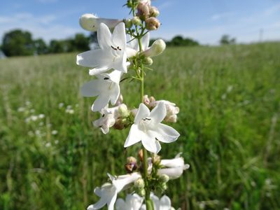 Penstemon tubaeflorus, photographed by Thomas Koffel