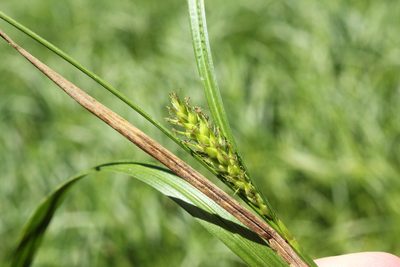 Carex trichocarpa, photographed by Quinten Wiegersma