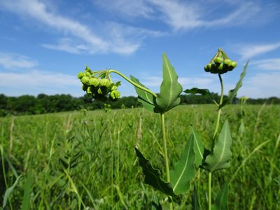 Asclepias meadii, photographed by Thomas Koffel