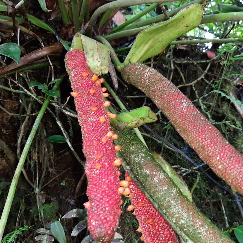 Anthurium tilaranense, photographed by Arthur de Jesús Chavarría Pérez