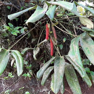 Anthurium tilaranense, photographed by Arthur de Jesús Chavarría Pérez