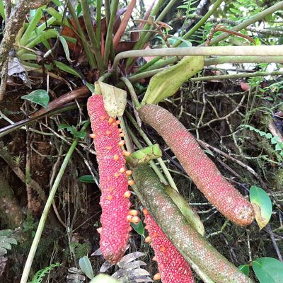 Anthurium tilaranense, photographed by Arthur de Jesús Chavarría Pérez