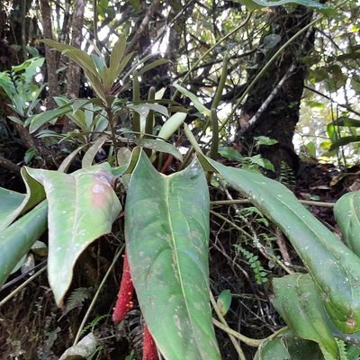 Anthurium tilaranense, photographed by Arthur de Jesús Chavarría Pérez