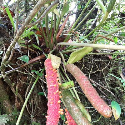 Anthurium tilaranense, photographed by Arthur de Jesús Chavarría Pérez