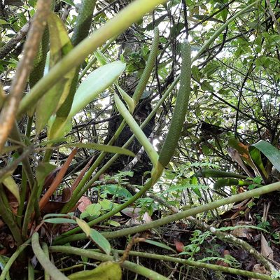 Anthurium tilaranense, photographed by Arthur de Jesús Chavarría Pérez