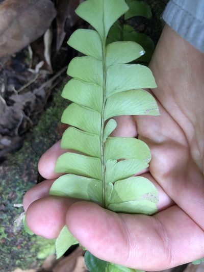 Lindsaea lancea, photographed by Jared Shorma