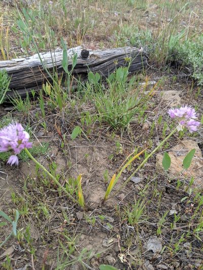 Allium nevii, photographed by José Garrido