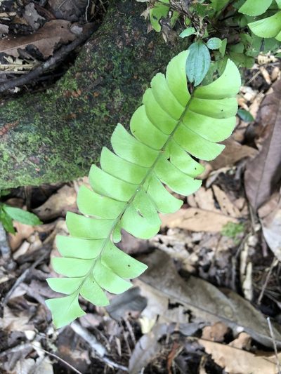 Lindsaea lancea, photographed by Jared Shorma
