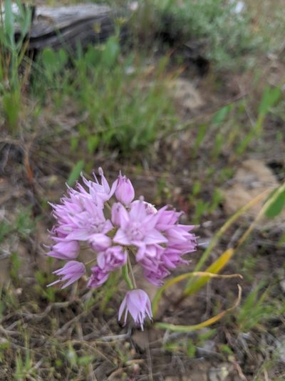 Allium nevii, photographed by José Garrido
