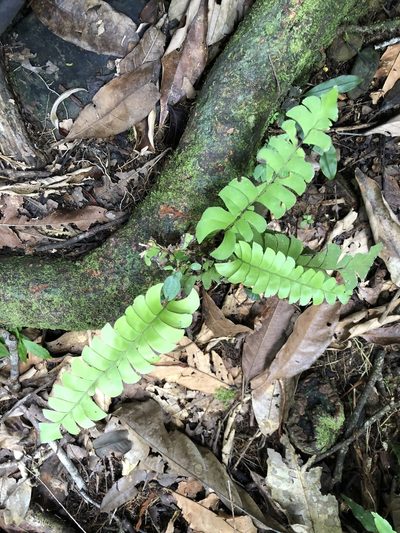 Lindsaea lancea, photographed by Jared Shorma