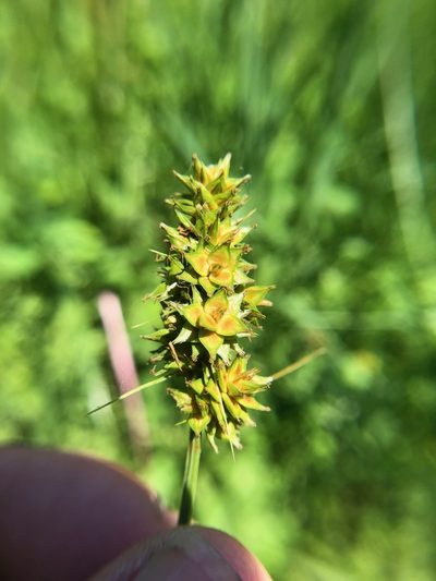 Carex gravida, photographed by Mike B