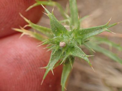 Navarretia atractyloides, photographed by George Williams