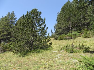 Pinus uncinata, photographed by Jens-Christian Svenning