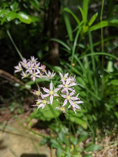 Allium speculae, photographed by Michael A. Alcorn