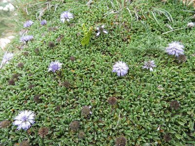 Globularia repens, photographed by Jens-Christian Svenning
