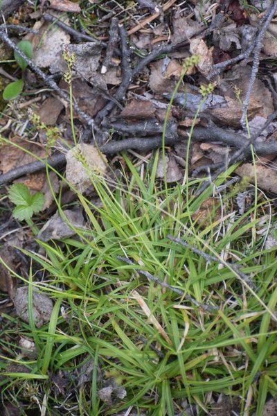 Carex concinna, photographed by Syd Cannings