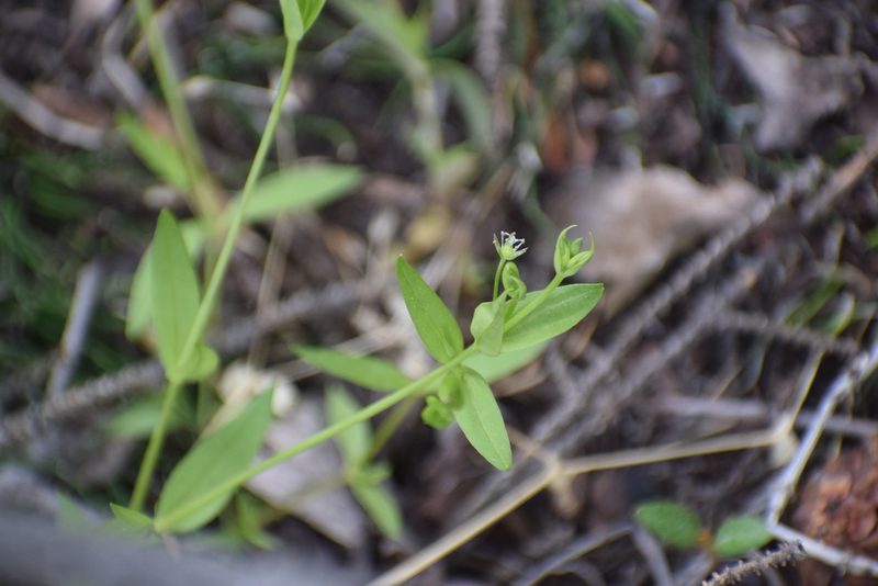 Stellaria borealis, photographed by Syd Cannings