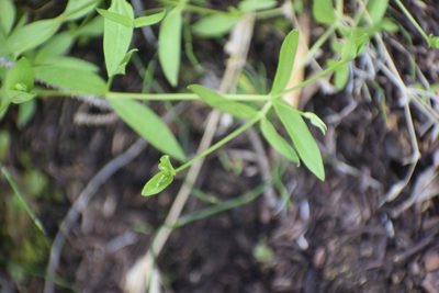 Stellaria borealis, photographed by Syd Cannings