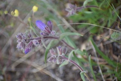 Penstemon gormanii, photographed by Syd Cannings
