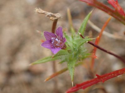 Navarretia atractyloides, photographed by George Williams
