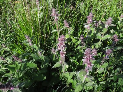 Stachys germanica, photographed by Emanuele Santarelli