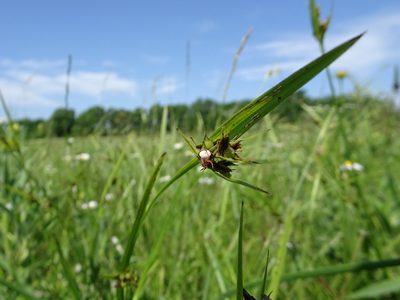 Scleria triglomerata, photographed by Thomas Koffel