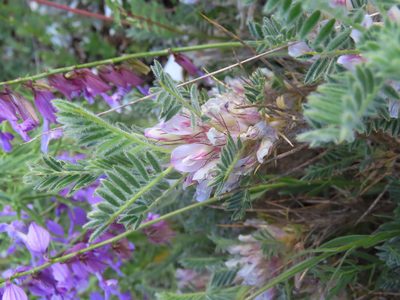 Astragalus sempervirens, photographed by Emanuele Santarelli