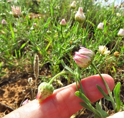 Aphanostephus skirrhobasis, photographed by Annika Lindqvist