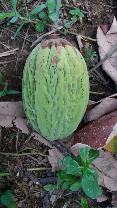 Theobroma bicolor, photographed by Roger A. Morales-Flores