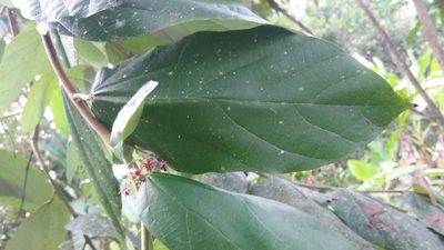 Theobroma bicolor, photographed by Roger A. Morales-Flores