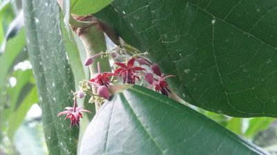 Theobroma bicolor, photographed by Roger A. Morales-Flores