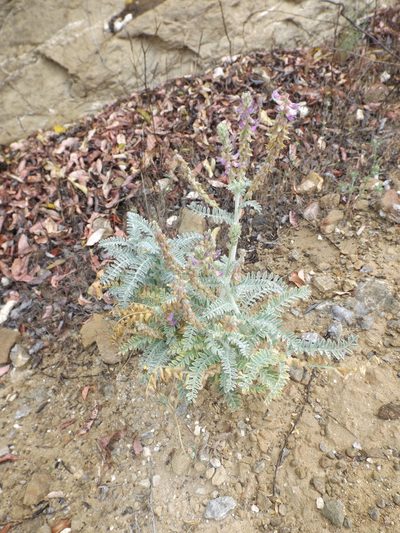 Astragalus brauntonii, photographed by Amy