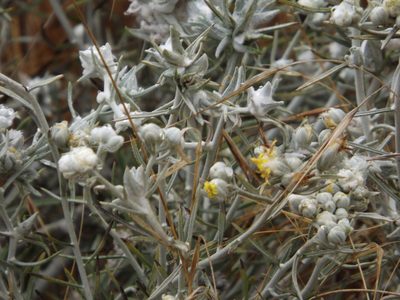 Tetradymia comosa, photographed by Amy