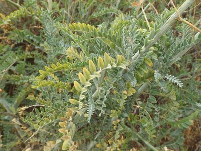 Astragalus brauntonii, photographed by Amy