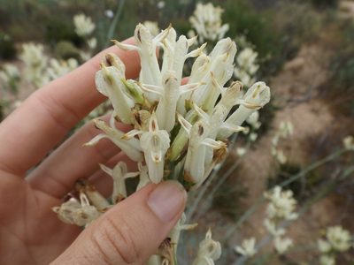 Ehrendorferia ochroleuca